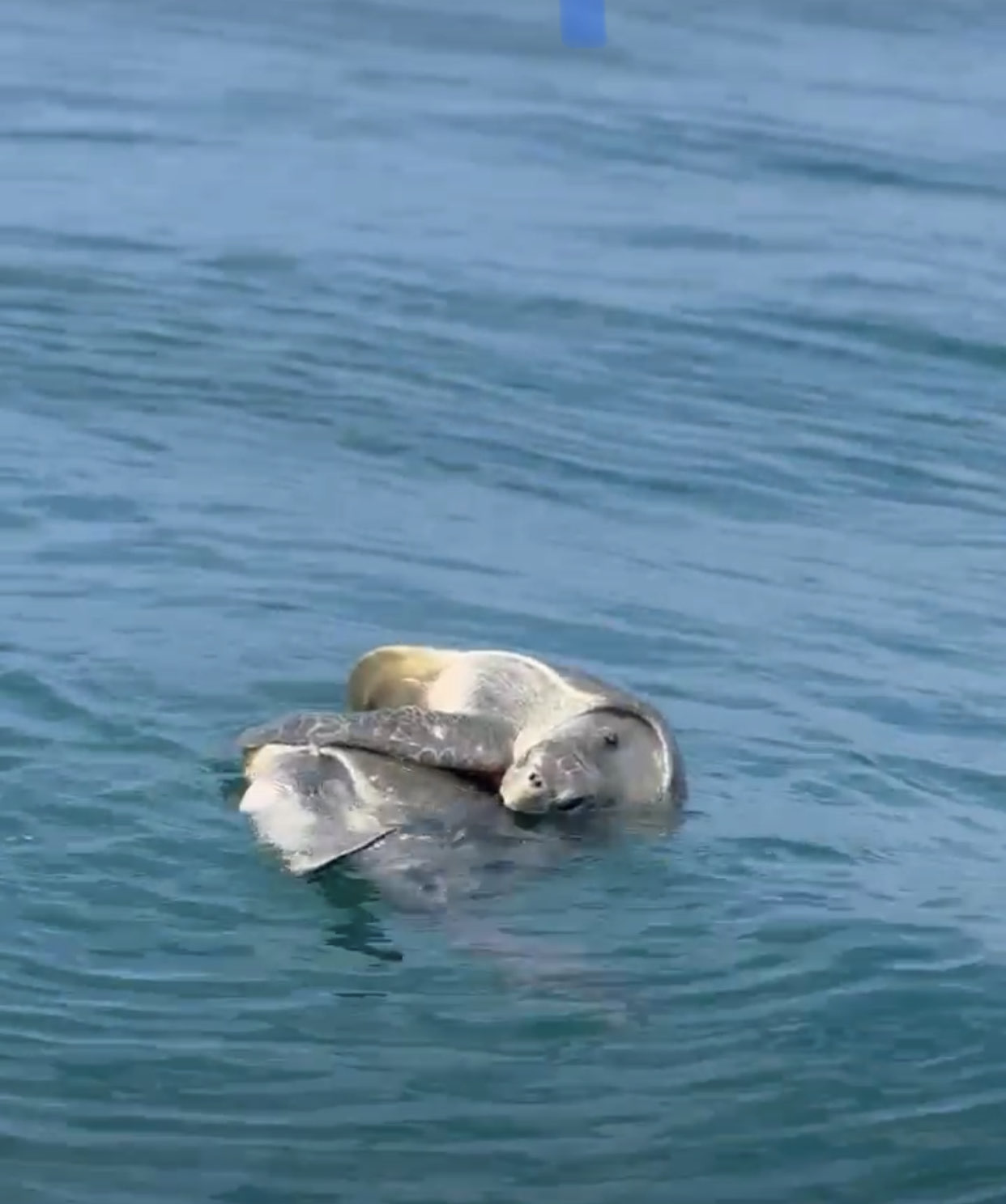 Isla del Caño marine life