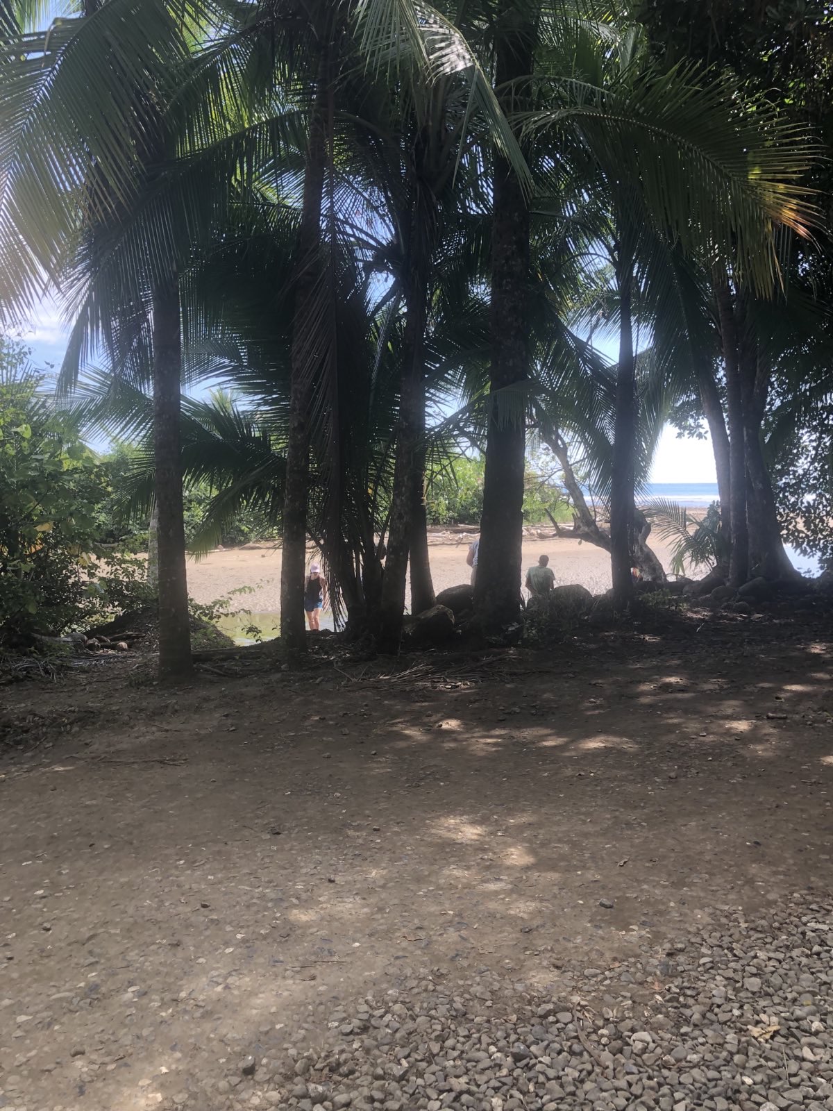 Corcovado National Park jungle