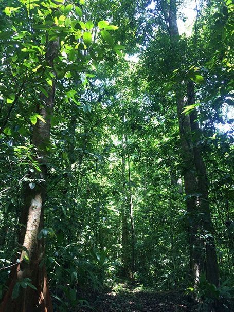 Jungle hiking Corcovado